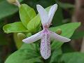 Dotted Eranthemum